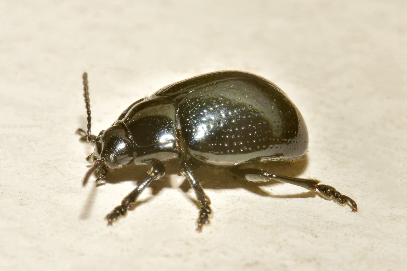 Chrysomelidae: Chrysolina oricalcia? S.